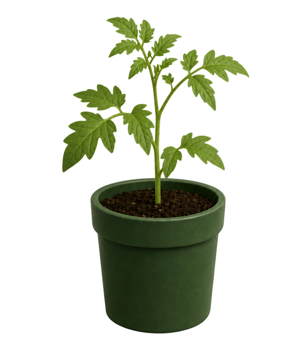 Repiquage des plants après réception